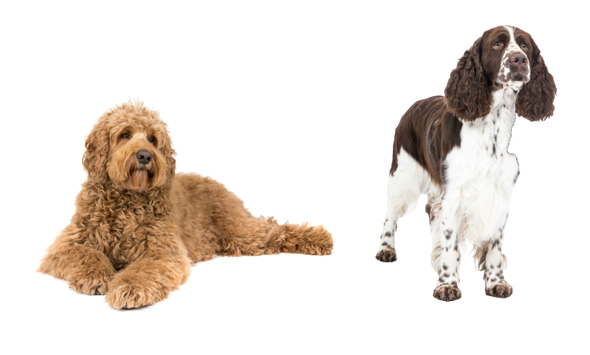 Raw-Veterinary-Diets